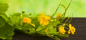 Fleurs propres