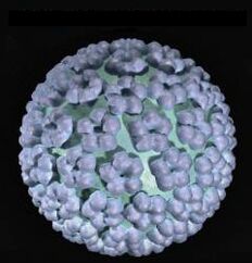 papillomavirus humain